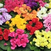 Image 12: Winter Flowering Primrose Mix - 24, 48 or 72 Plug Plants
