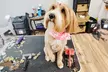Shannon's Pretty Paws Offers Bath or Grooming Mobile Packages for Small, Medium or Large Dogs (Up to 20% Off) - Second Medium