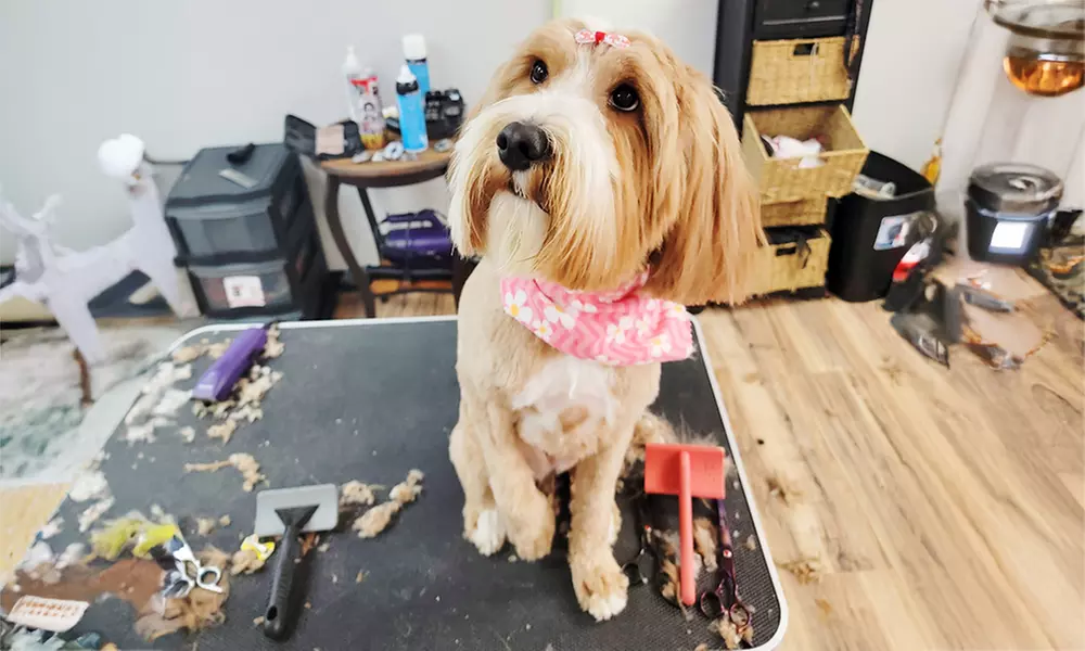 Bath or Grooming Mobile Packages for Small, Medium or Large Dogs