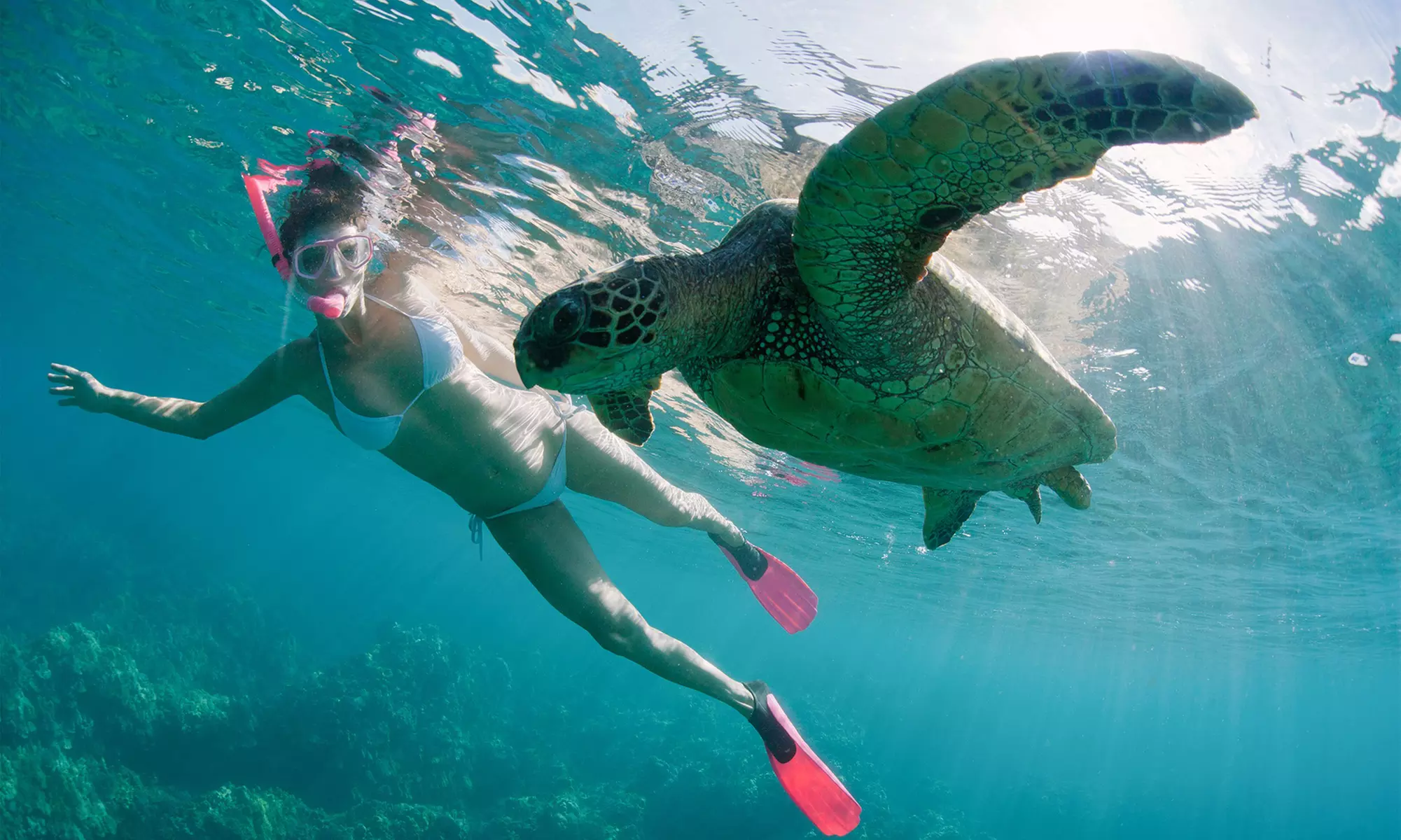 Premium Snorkeling Adventures with Spearfishing and Lobster Hunting