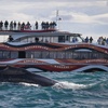 Image 10: Join Whale Watching Sydney for a 2-Hour Express Whale Watching Cruise