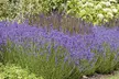 Lavender 'Hidcote' - 12 or 24 Plants - Second Medium