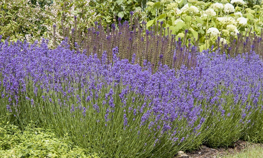 Image 3: Lavender 'Hidcote' - 12 or 24 Plants