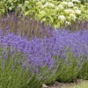Image 3: Lavender 'Hidcote' - 12 or 24 Plants