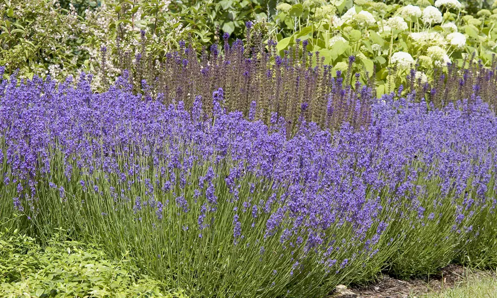 Lavender 'Hidcote' - 12 or 24 Plants