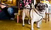 Two Dog Walks from Stable Hands Pet Care and Services (56% Off)