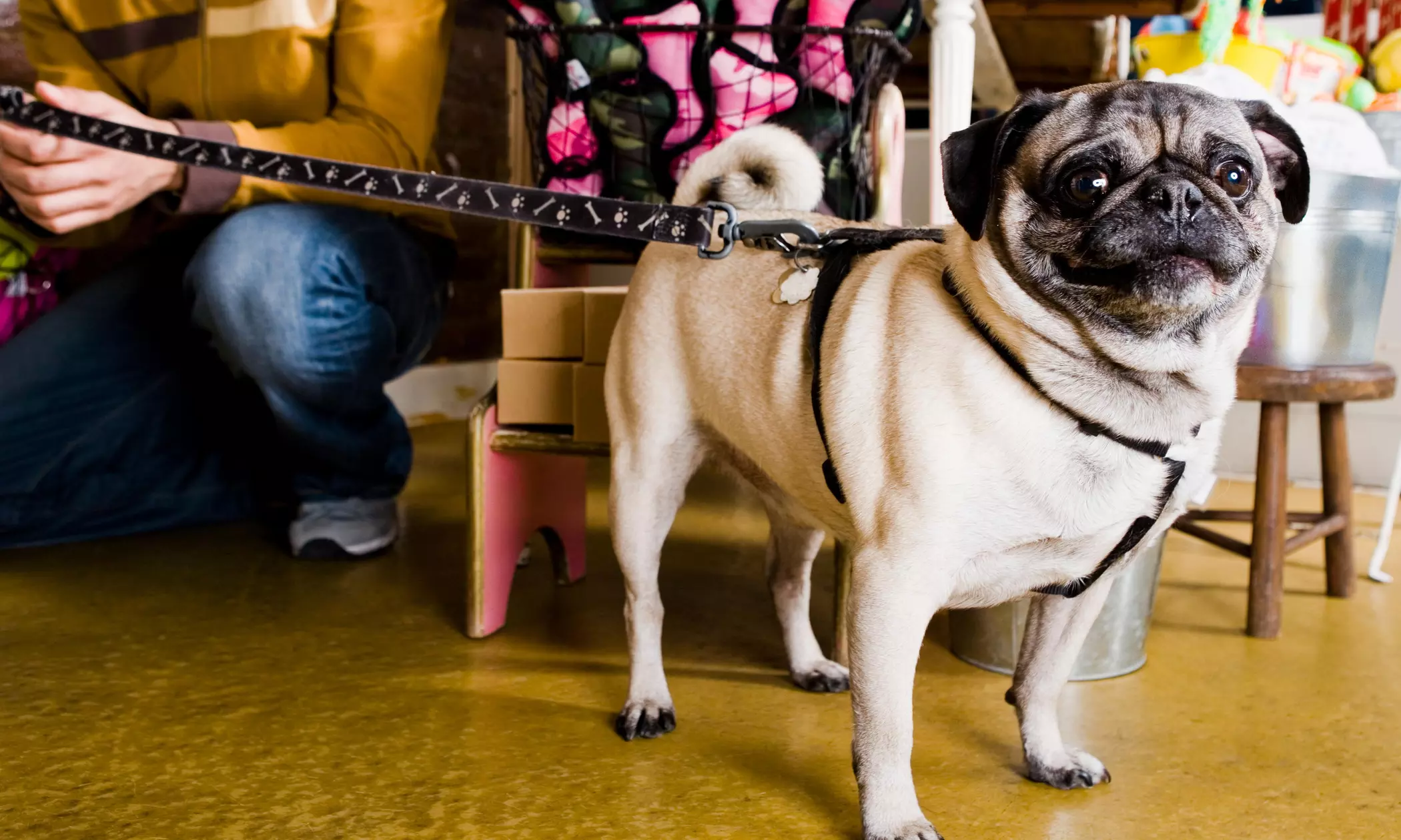Two Dog Walks from Stable Hands Pet Care and Services (56% Off) - Primary Image