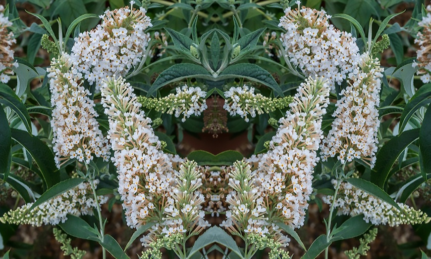 Image 2: One or Three Buddleja Buzz Ivory Hardy Shrub Plants