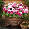 Image 23: Vibrant Winter Flowering Pansy Mixes - up to 72 Plants