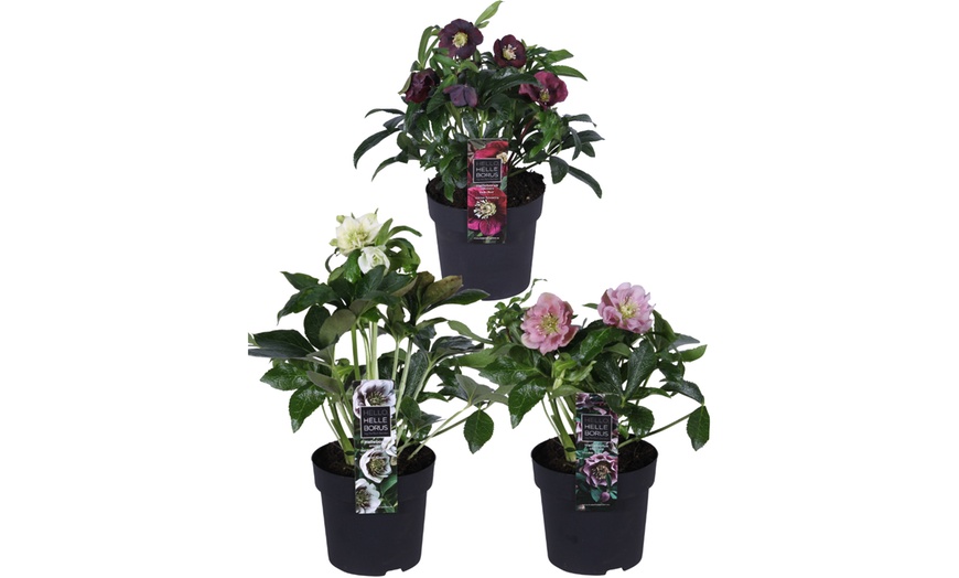 Image 4: Lot de 3 plantes 'Helleborus orientalis"