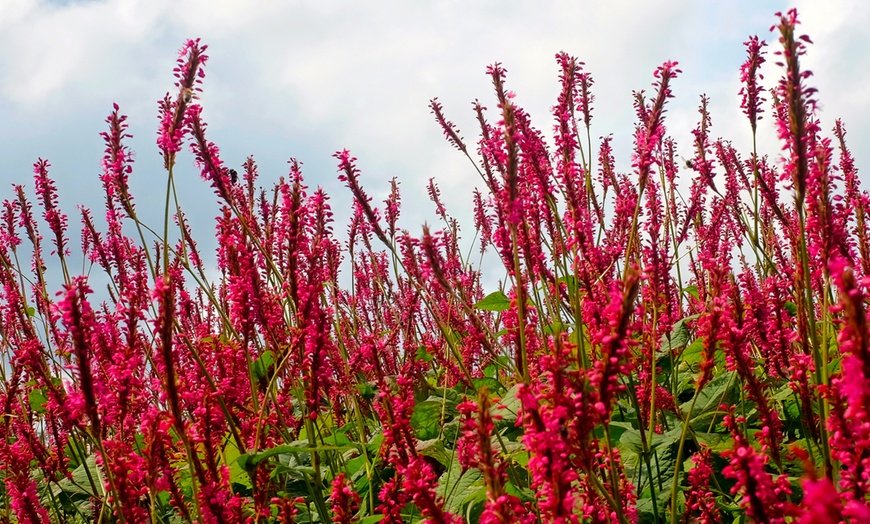 Image 5: Pack de bordure NatureNest 'Rosie'