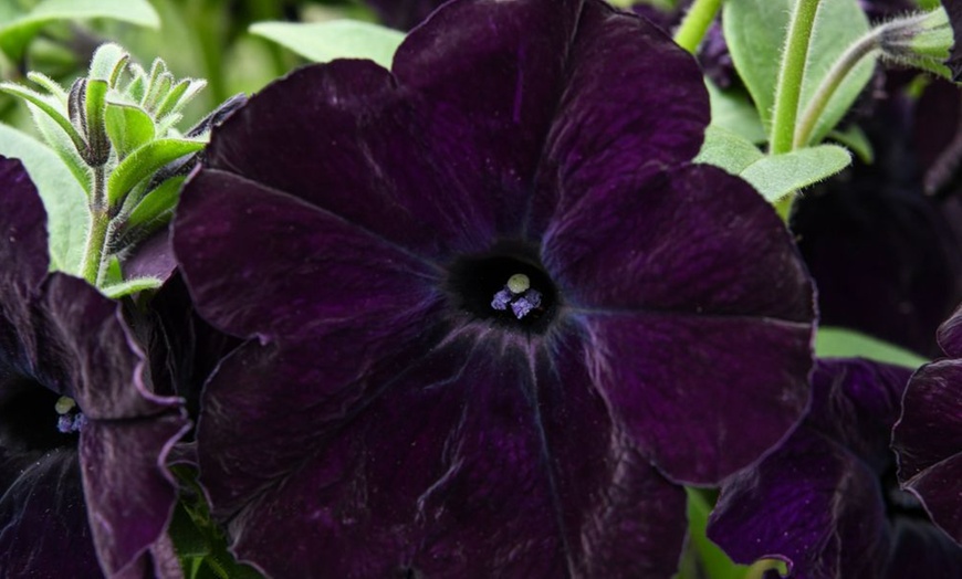 Image 6: Petunia 'Raspberry Shake' / 'Navy Velour' or Pink Pastel 