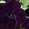 Image 6: Petunia 'Raspberry Shake' / 'Navy Velour' or Pink Pastel 