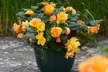 Up to 60-Pack Begonia Apricot Shades - Image 2