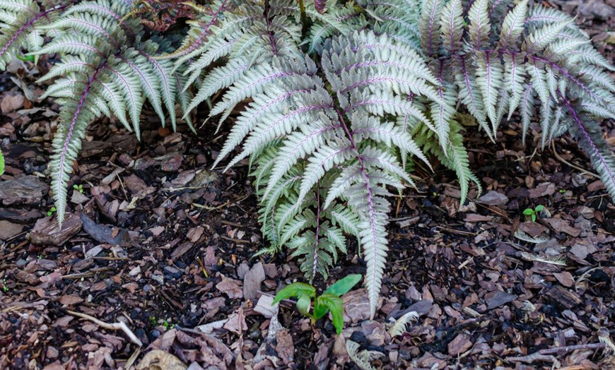 Image 4: One or Three Japanese Painted Ferns
