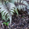 Image 4: One or Three Japanese Painted Ferns
