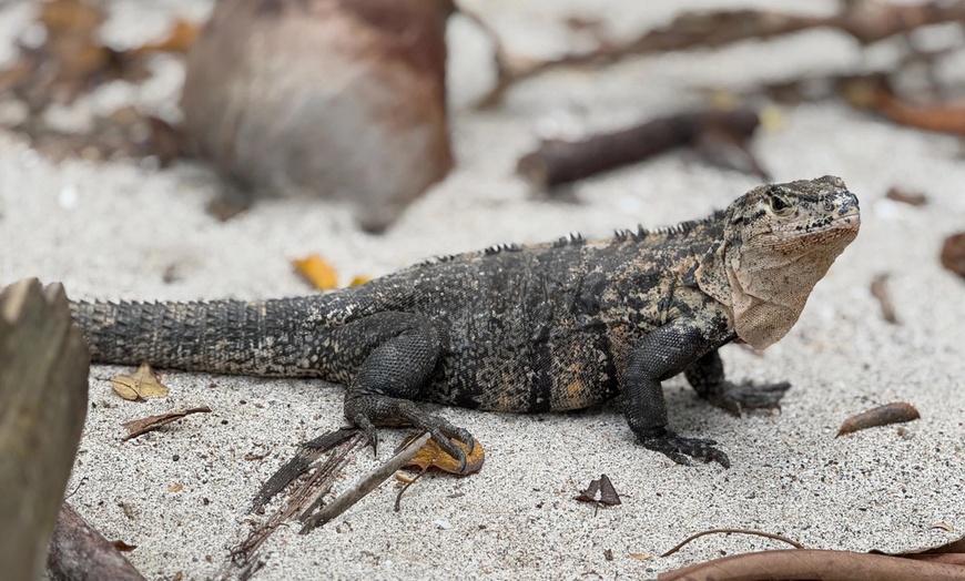 Image 7: ✈ 12-Day Ultimate Costa Rica RoadTrip w/ Air, Hotel & Car from Worldee