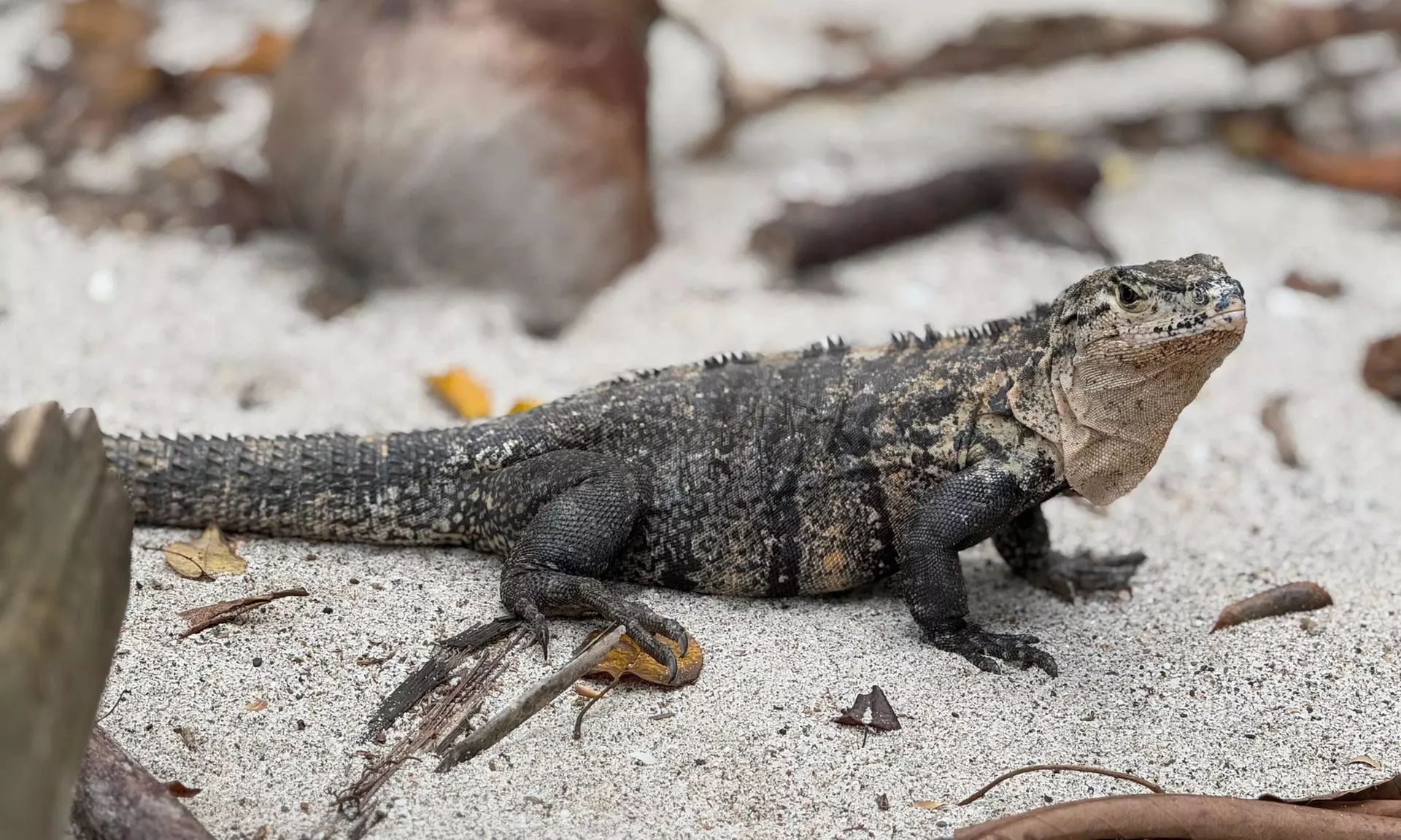 ✈ 12-Day Ultimate Costa Rica RoadTrip w/ Air, Hotel & Car from Worldee