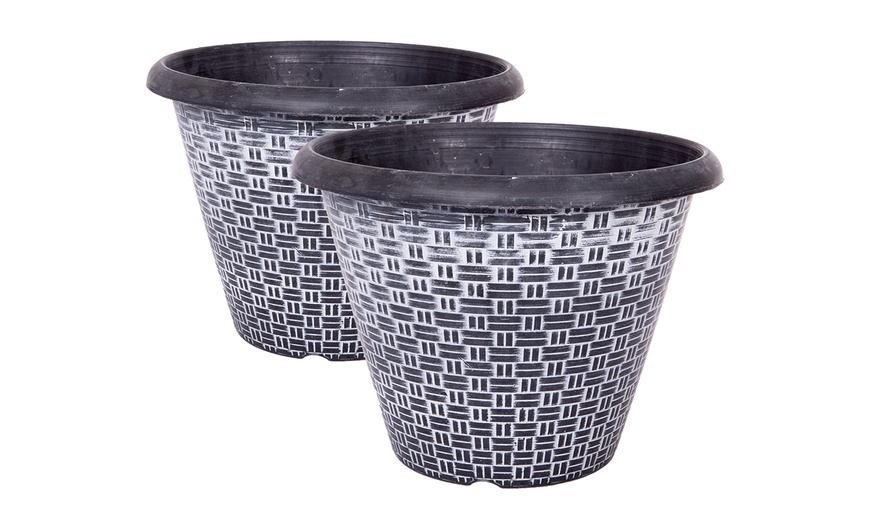 Image 3: YouGarden Cordyline – Height: 120-180cm, Width: 60-90cm