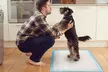 iMounTEK 5-Layer Leak-Proof Pet Dog Training Pee Pads (50-, 100- or 150-Count) - Image 3