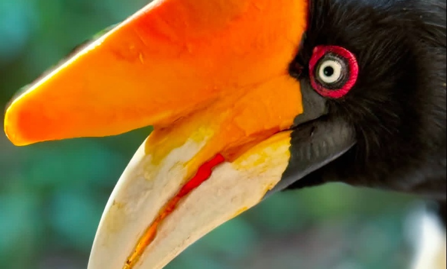 Image 3: Experience Wildlife - Admission to North Florida Wildlife Center