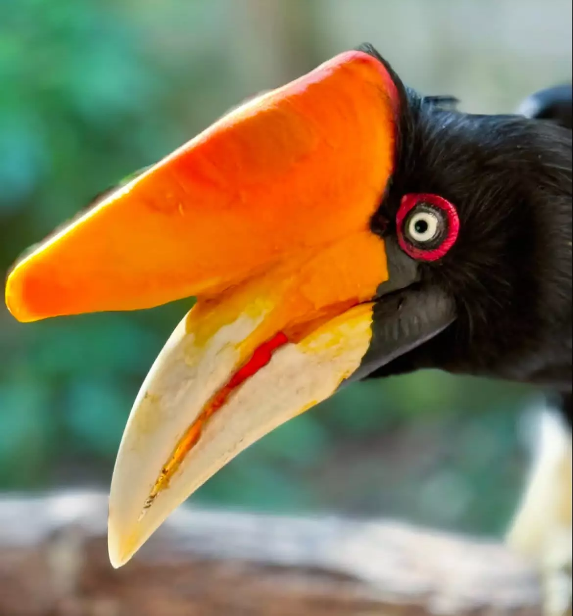 Experience Wildlife Up Close With Admission For 2, 3, or 4 People