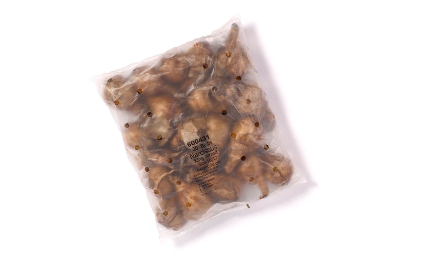 Image 5: King Alfred Daffodil Bulbs – Pack of 20 or 40 for Spring Flowering