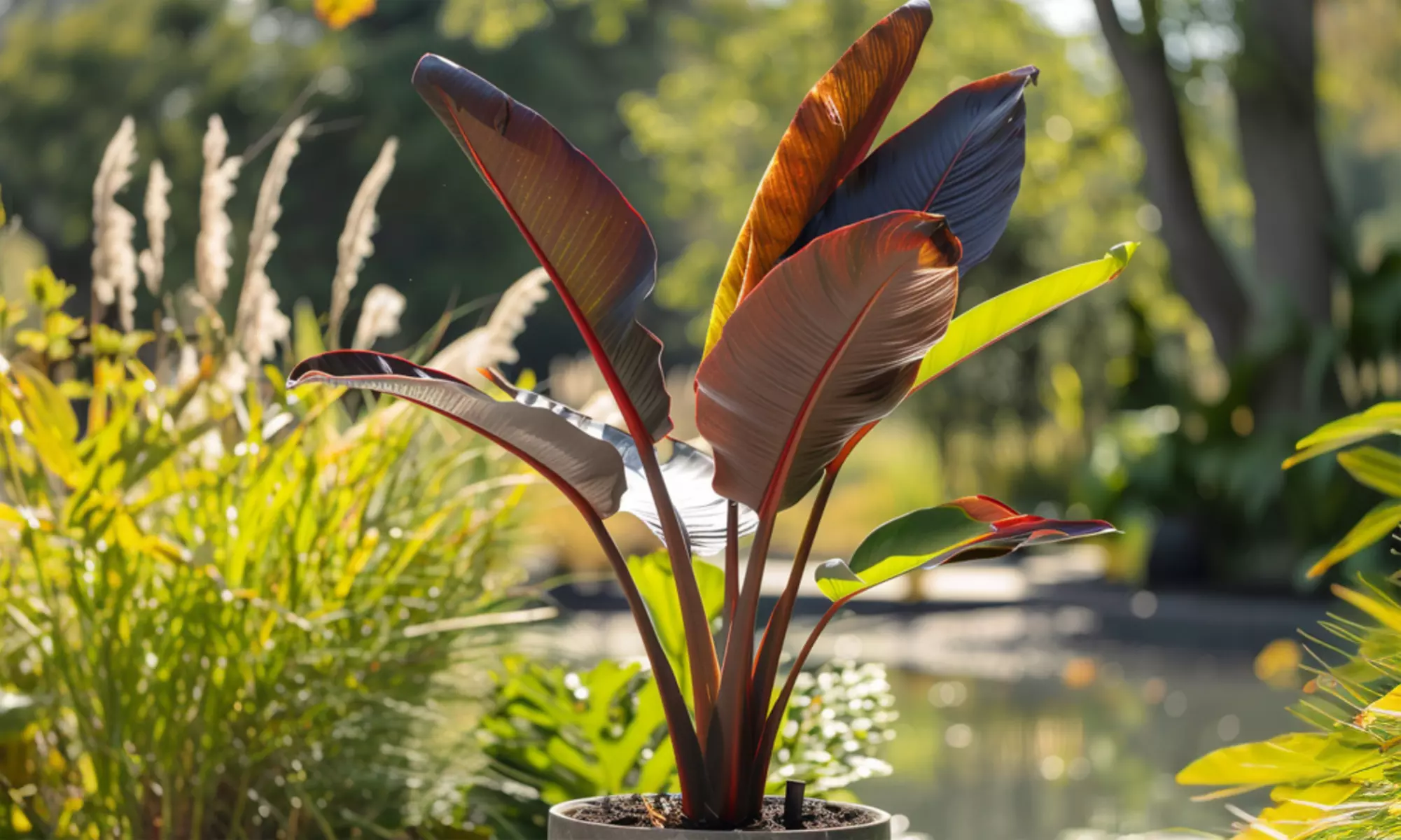 1 o 2 Musa Ensete Maurelii - Primary Image