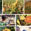 Image 6: 36% Off Pumpkin Patch Admission: Hana Field by Tanaka Farm