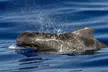 Guaranteed Whale / Dolphin Watching Tour in Hawaii's Kona Coast w/ a 2 Deck Modern Vessel & Professional Naturalists - Second Medium