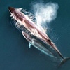 Image 3: Whale Watching Tours – Small Groups, Fast Boats