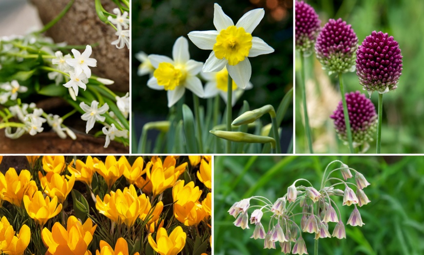 Image 1: Box met 50 bloembollen die insecten aantrekken