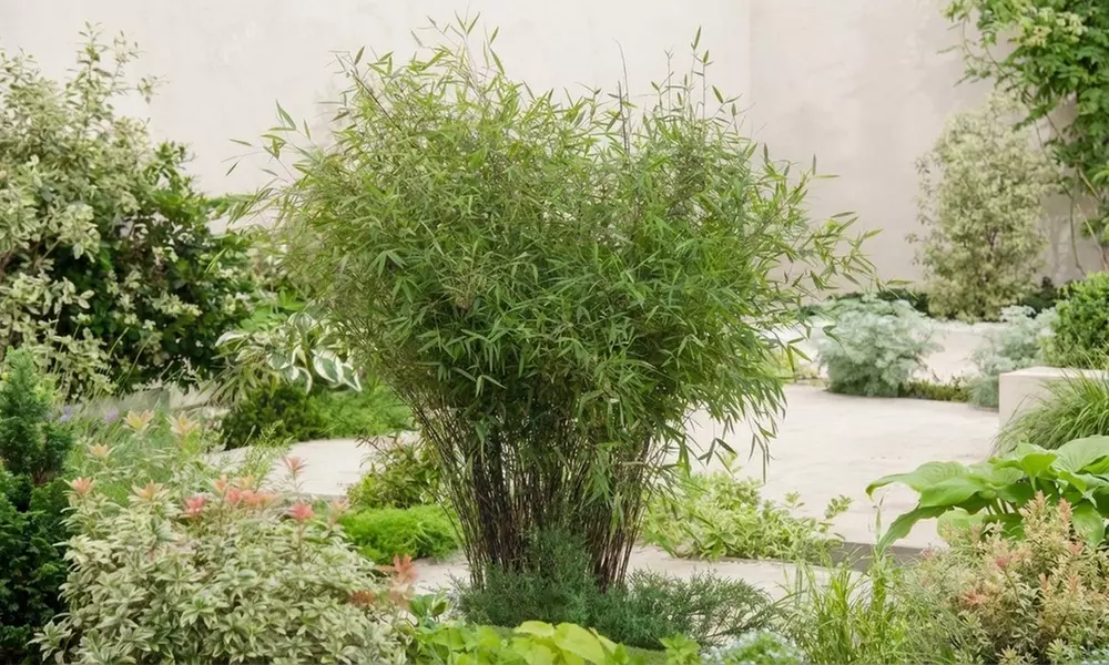 1 o 2 plantas de Fargesia Red Dragon