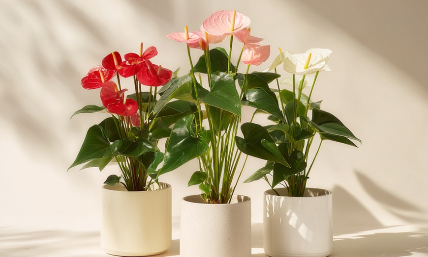 Image 3: Rootz Flamingoblume (Anthurium) 