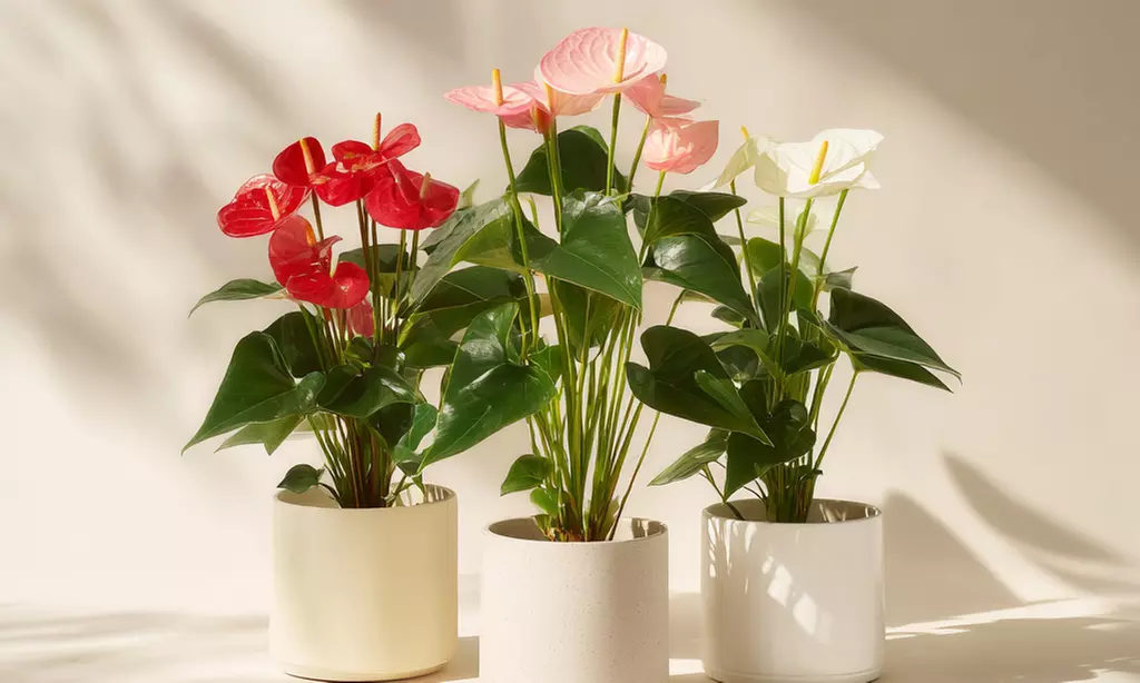 Rootz Flamingoblume (Anthurium)