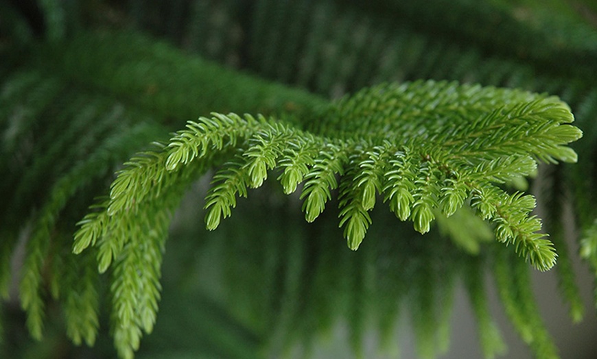 Image 2: Araucaria Christmas Tree Plants