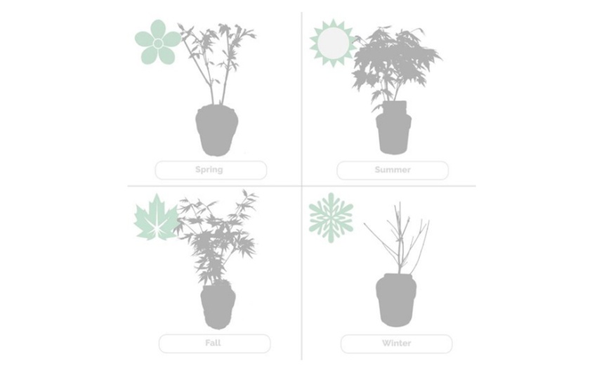 Image 11: Set di 4 aceri giapponesi