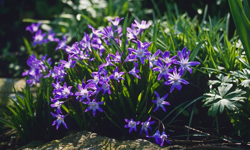 Image 6: Hardy Spring Bulb Collection