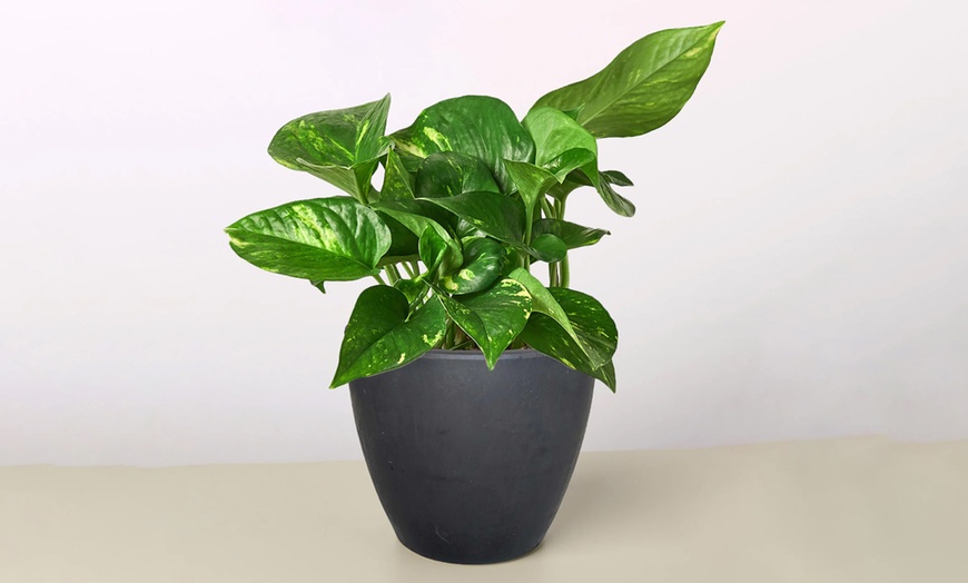Image 12: Breathe Easier: Golden Pothos – Air-Purifying & Simple Care from House Plant Shop with Free Shipping Up to 15% Off