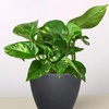 Image 12: Golden Pothos in 4", 6", and 8" Sizes with Free Shipping – Air-Purifying & Simple Care Plant Up to 15% Off