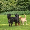 Image 2: Online-Hundetraining oder Beratung vor der Anschaffung eines Hundes 