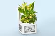 Luxury Lush House Plants from ProFlowers for Every Milestone Celebration (Up to 45% Off) - Second Medium