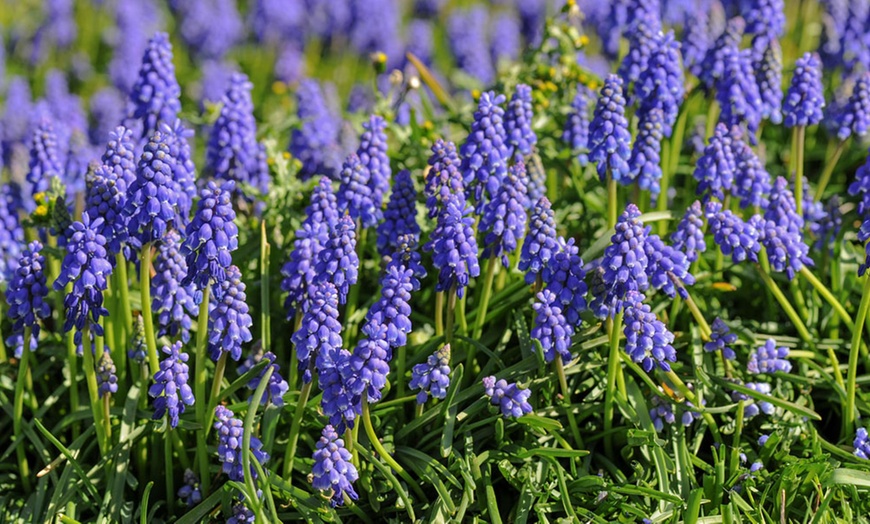 Image 9: Muscari Grape Hyacinth - Pink, Blue and White Spring Bulbs