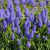 Image 9: Muscari Grape Hyacinth - Pink, Blue and White Spring Bulbs