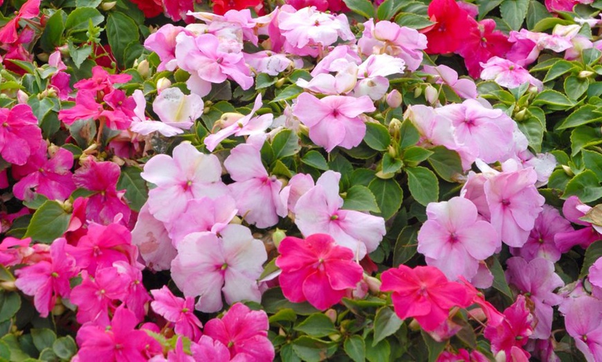 Image 5: Mixed Summer Flowering Busy Lizzie Plants