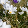 Image 4: Bulbes de crocus à grandes fleurs