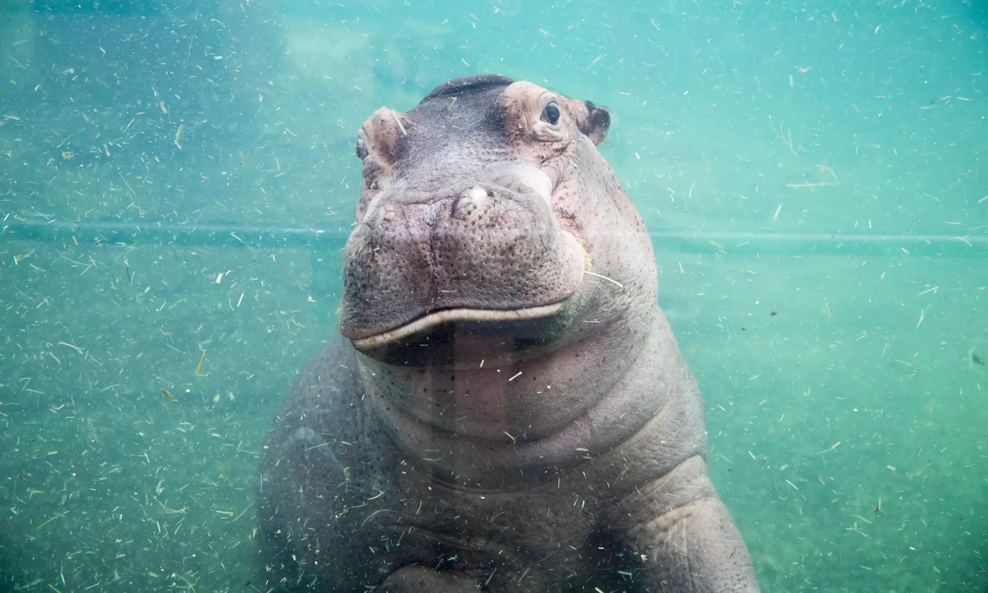 ZooParc de Beauval : 1 ou 2 jours pour un tour du monde animal