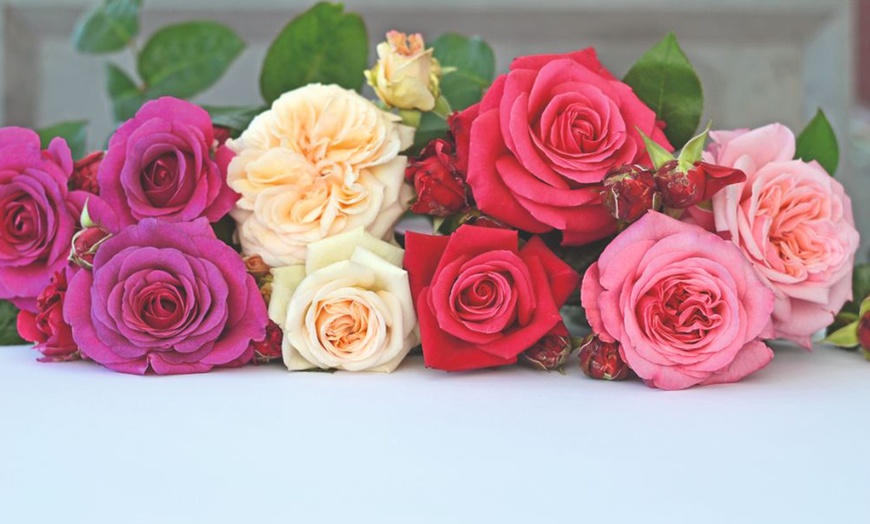 Image 5: Hybrid Tea Rose Collection 
