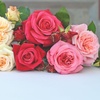 Image 5: Hybrid Tea Rose Collection 