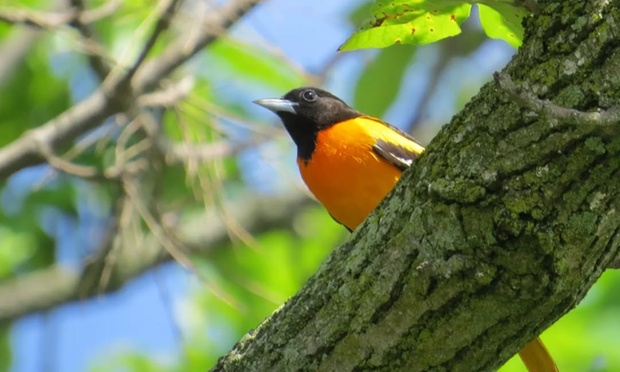 What to expect media